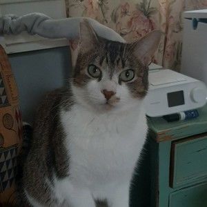 Meet your Posher, Posh